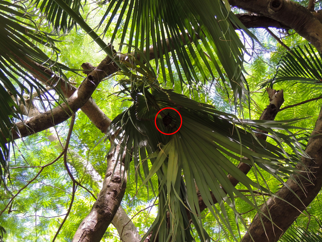 Zoology Jottings Fruit bats in a Hong Kong garden—but what are they?