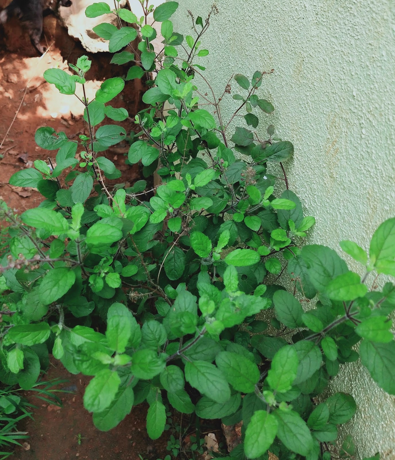 know about kannada and Karnataka Medicinal plants in EnglishKannada