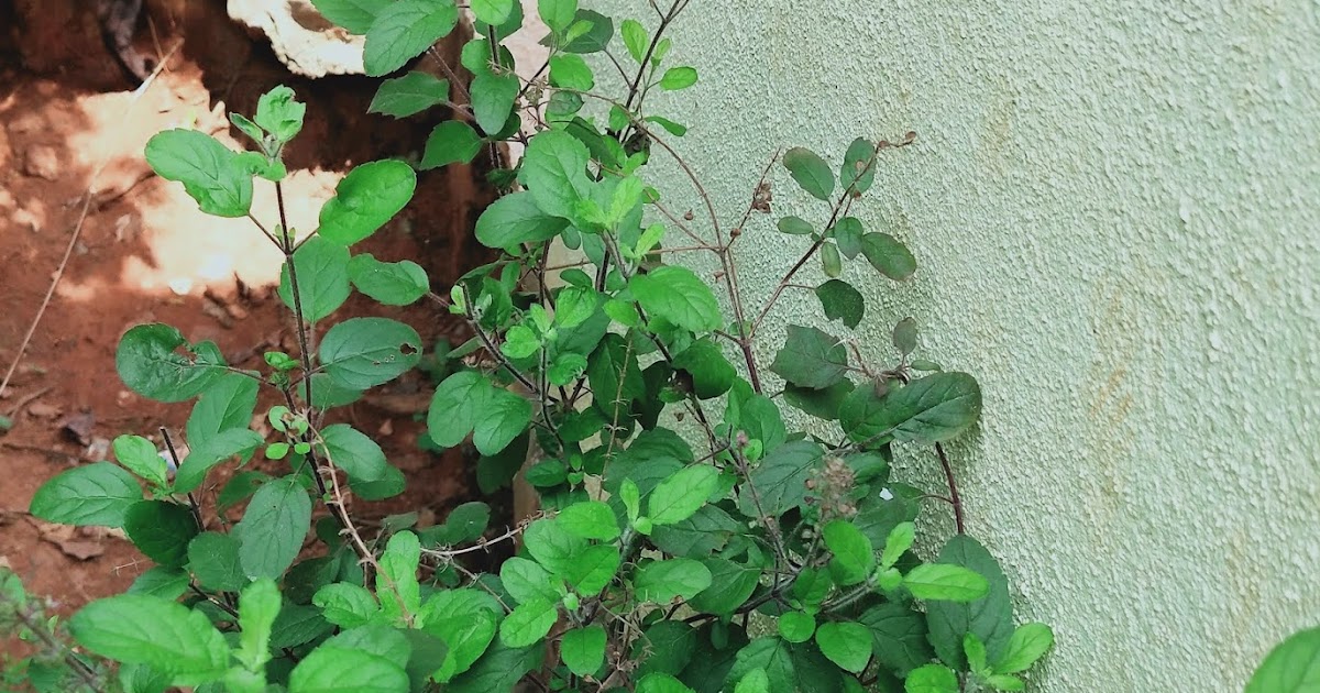 know about kannada and Karnataka Tulasi plant in English Kannada