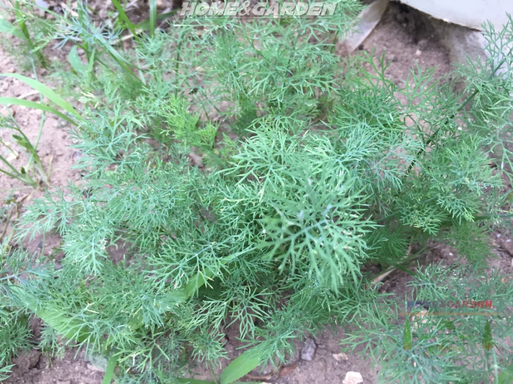 How to Grow Dill