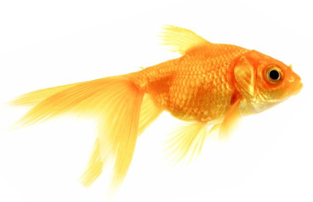 upmbclibrary Fun Facts About GOLDFISH 