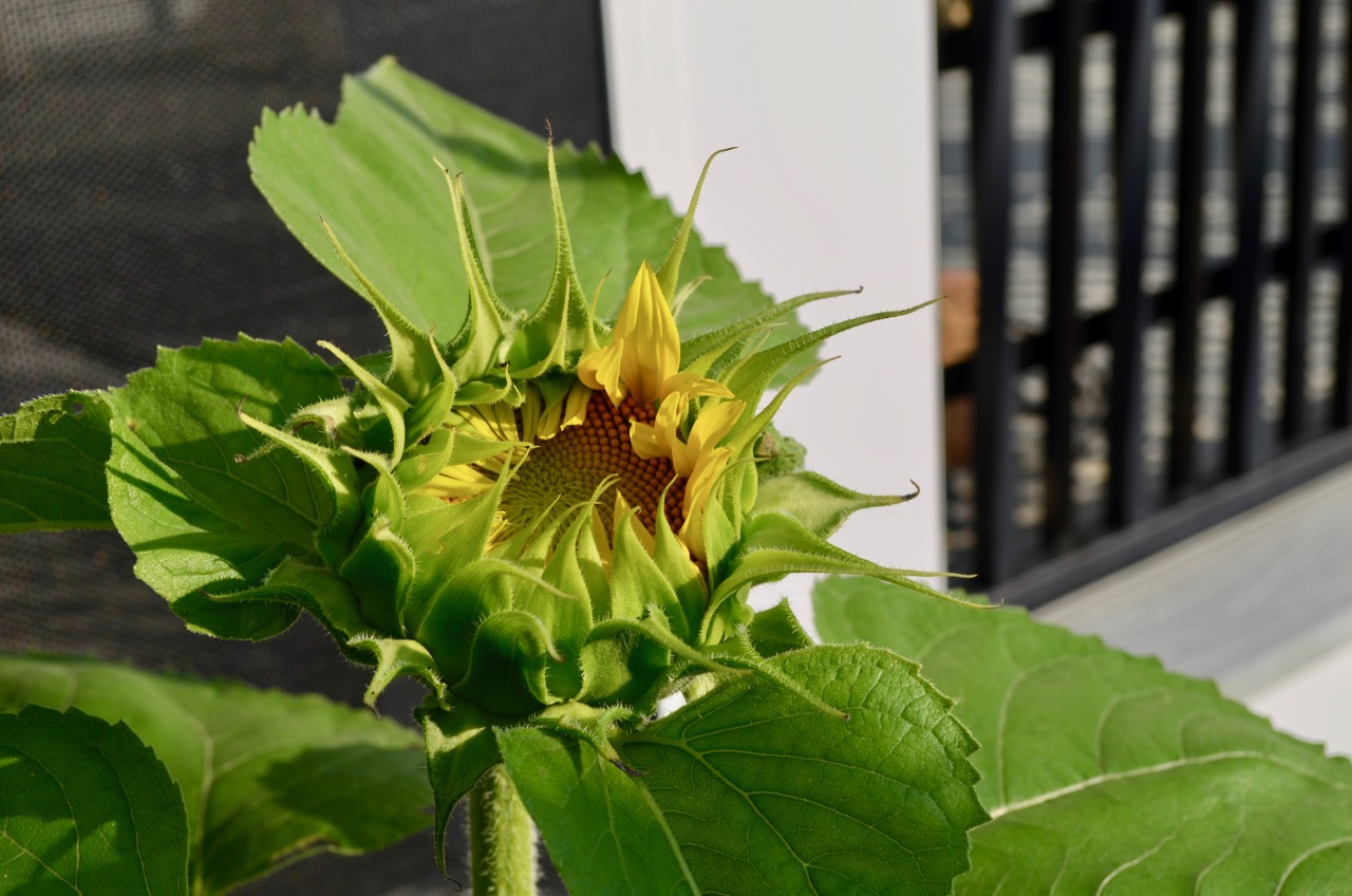 Westie Julep Tiger Lily, Sunflower & Eastern King Bird