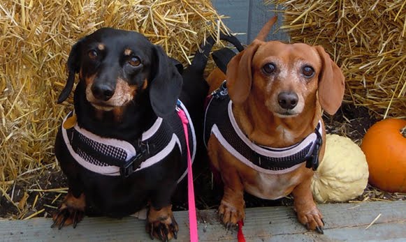 The Doxie life of Angel Lily Belle, Angel Muffin and their Humans