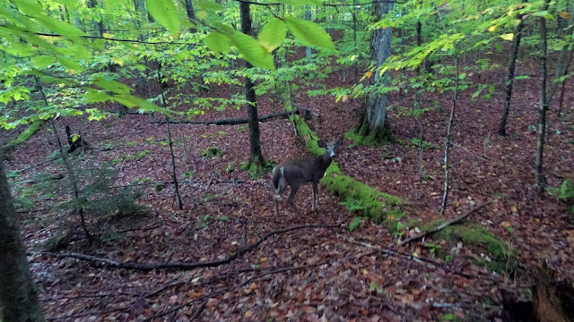 Cerf croisé au début de la randonnée pédestre