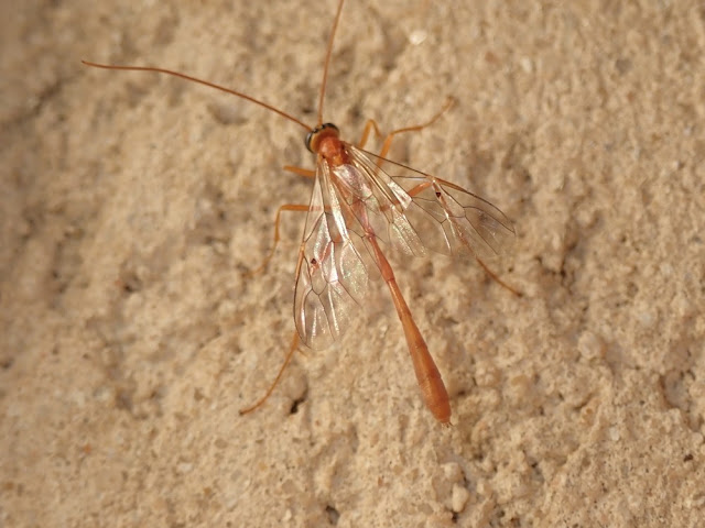 Enicospilus sp Enicospilus sp