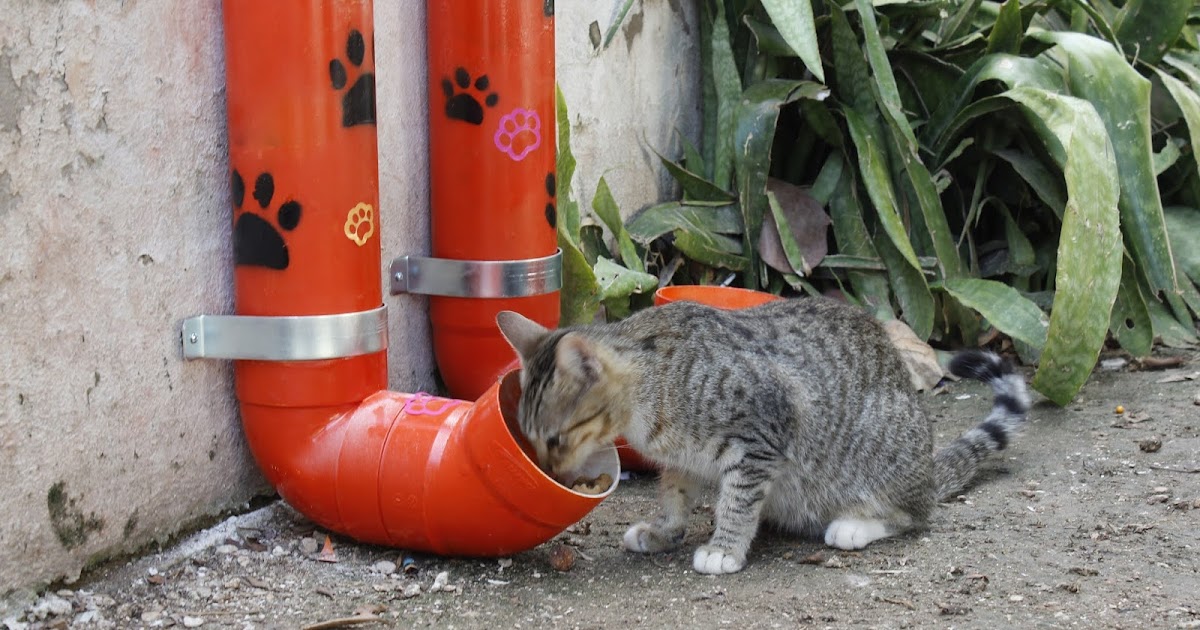 Instalan estaciones de alimentos para perros y gatos en situación de calle  - Libertad de Expresión Yucatán (LEY)