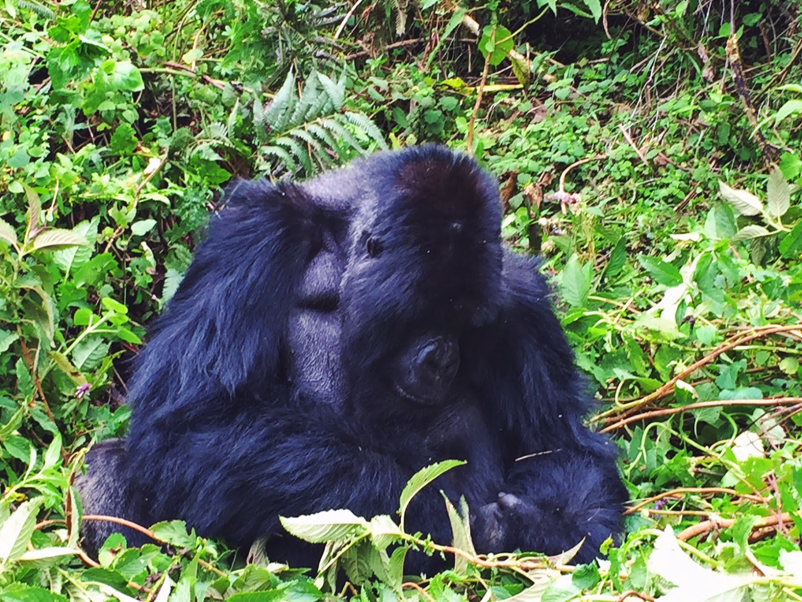 amahoro family  mountain gorillas volcaoes national park rwanda africa