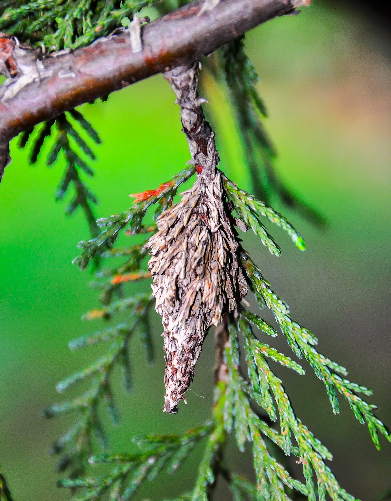 Ask A Master Gardener Control of Bagworms on Trees and Shrubs