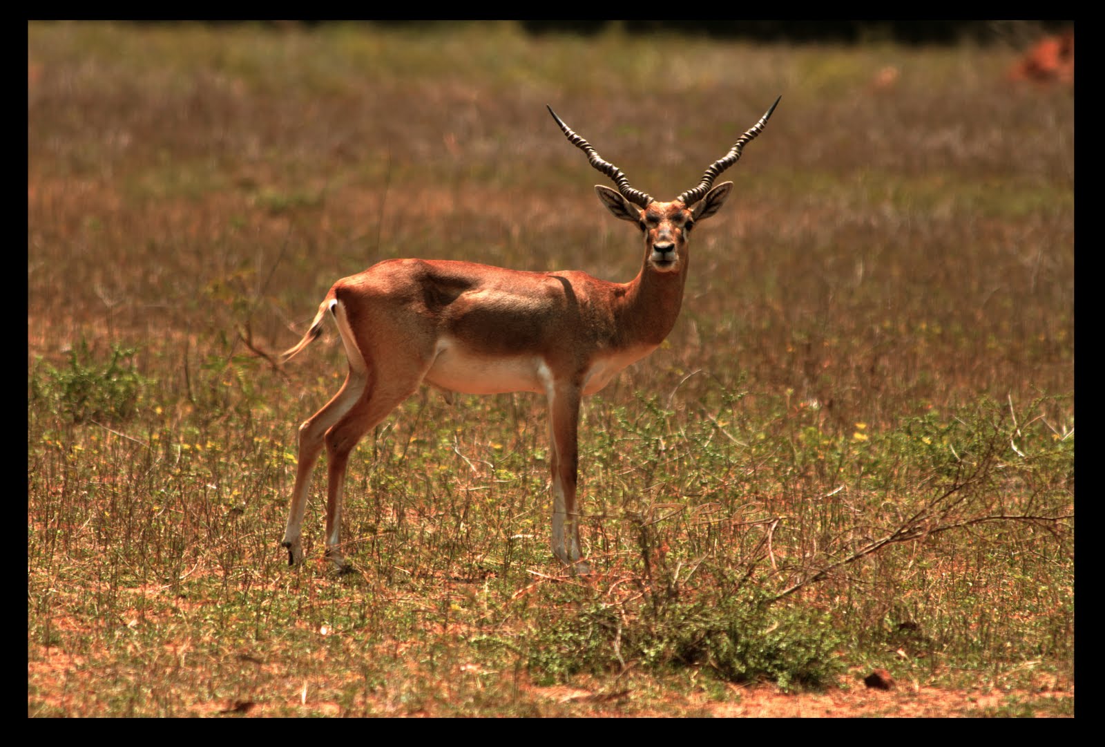 BHARANI ESWARAN Black buck Deer [Male]