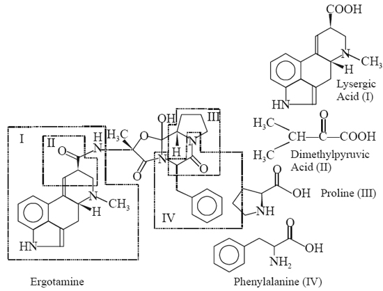 Ergotamine Phenylalanine (IV)