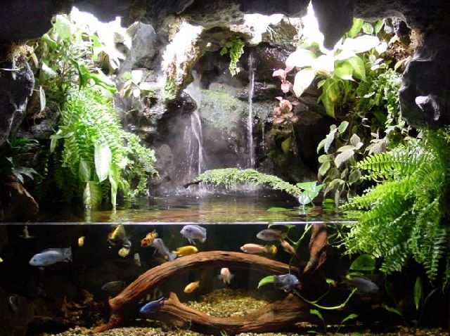 Alat dan Bahan Membuat Paludarium Sendiri Secara Gratis Alat dan Bahan Membuat Paludarium Sendiri Secara Gratis