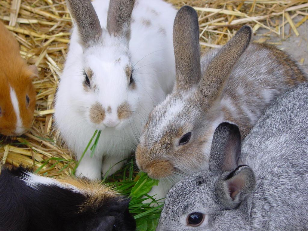 пазл эдука 1000. животные вместе. собака с кошкой дружат. много домашних животных. домашние животные вместе.