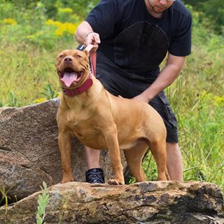 the truth about pit bulls