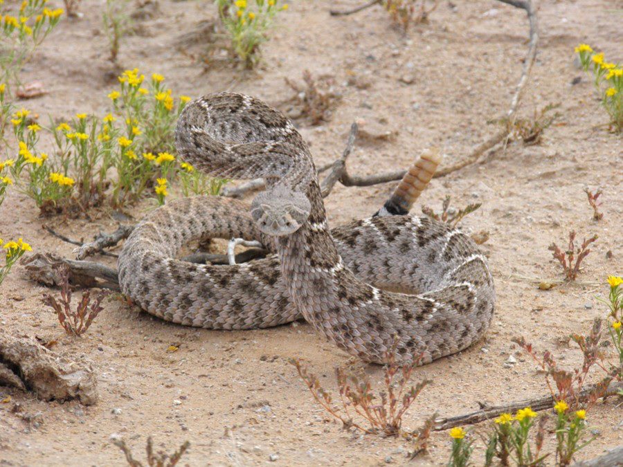 Arizona: Beetles, Bugs, Birds and more: October Wildlife