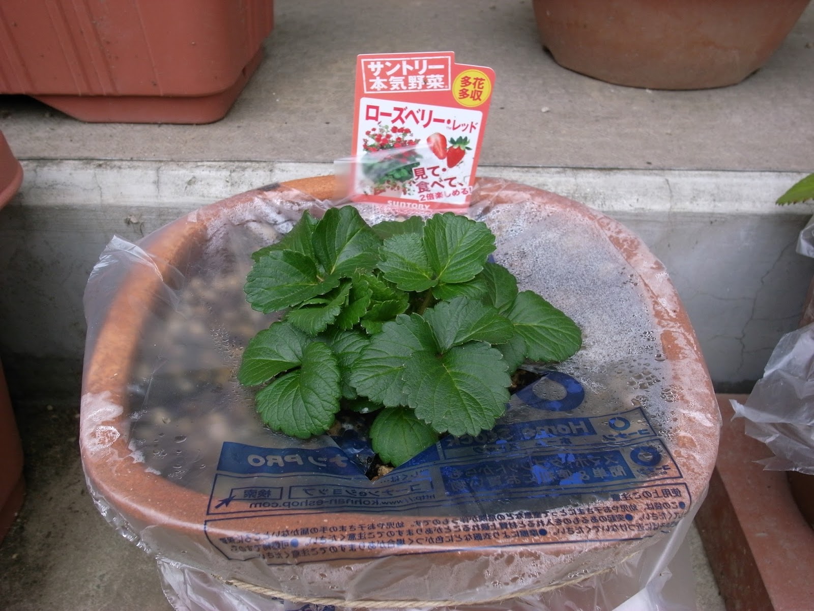 いちごの苗 買ってきた