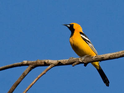 Photo of Hooded Oriole on tree branch