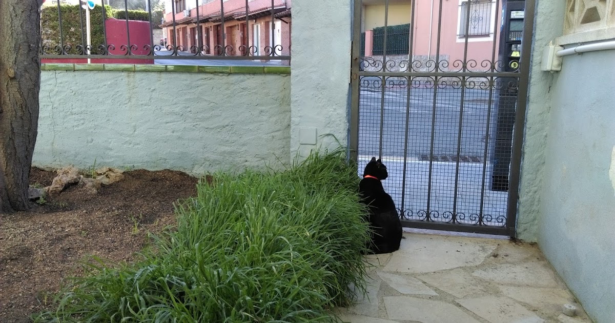 LUNAS Y VERSOS: PROSAS: Domingo y febrero