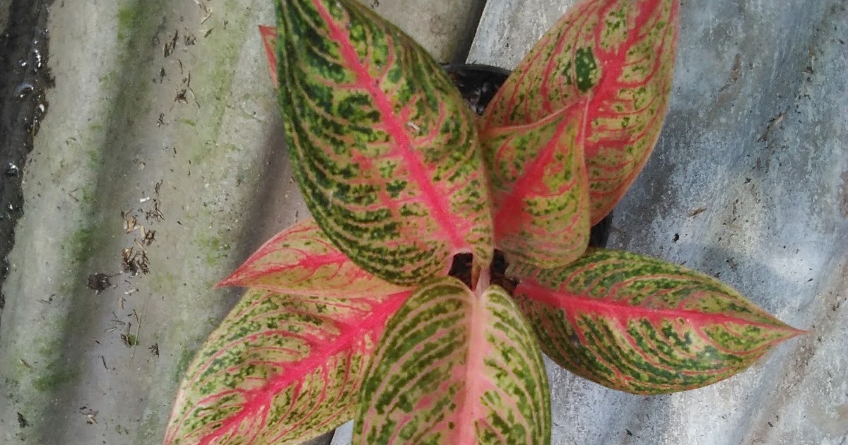 Аглаонемы в тайланде Аглаонемы в тайланде