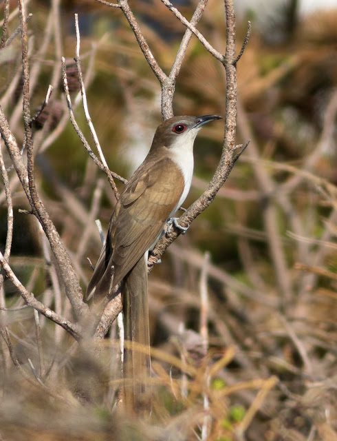 Black-billed Cuckoo - North Uist