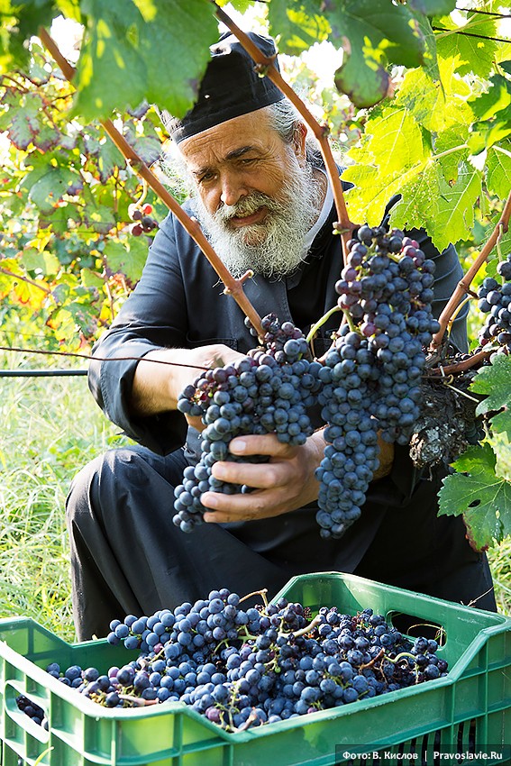 Сайты виноградарей. Афон монахи виноград. Сбор винограда. Сбор урожая винограда. Монах винодел.