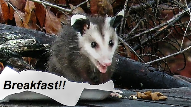Little Possum's Big Breakfast