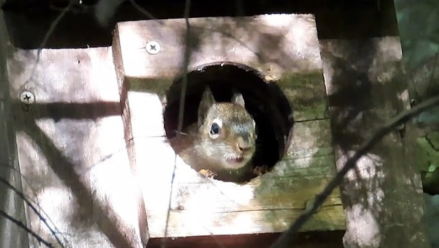 Red Squirrel Kittens Leave the Nest Box