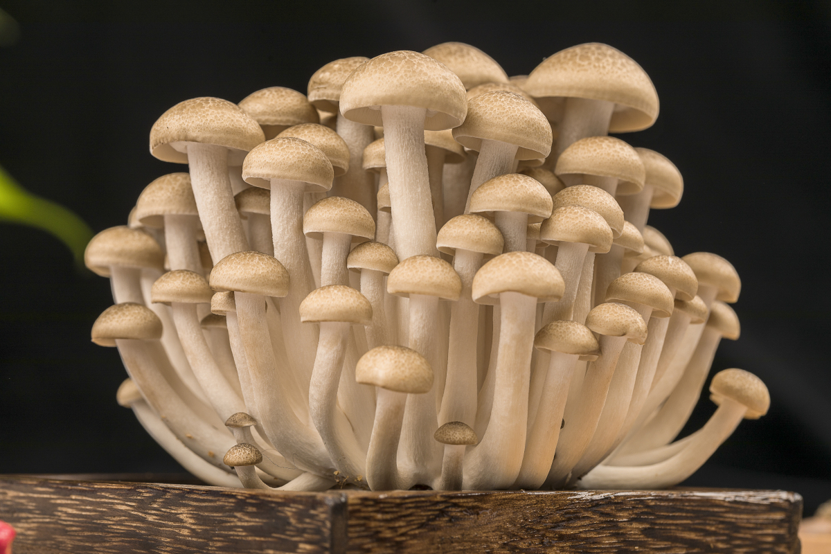 Cultivation of edible mushrooms in Oman Organic mushroom farming