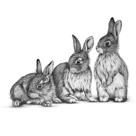 08-The-3-Bunnies-Kerry-Jane-Detailed-Black-and-White-Wildlife-Drawings-www-designstack-co
