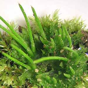 Naditya Blog Tumbuhan Lumut Bryophyta