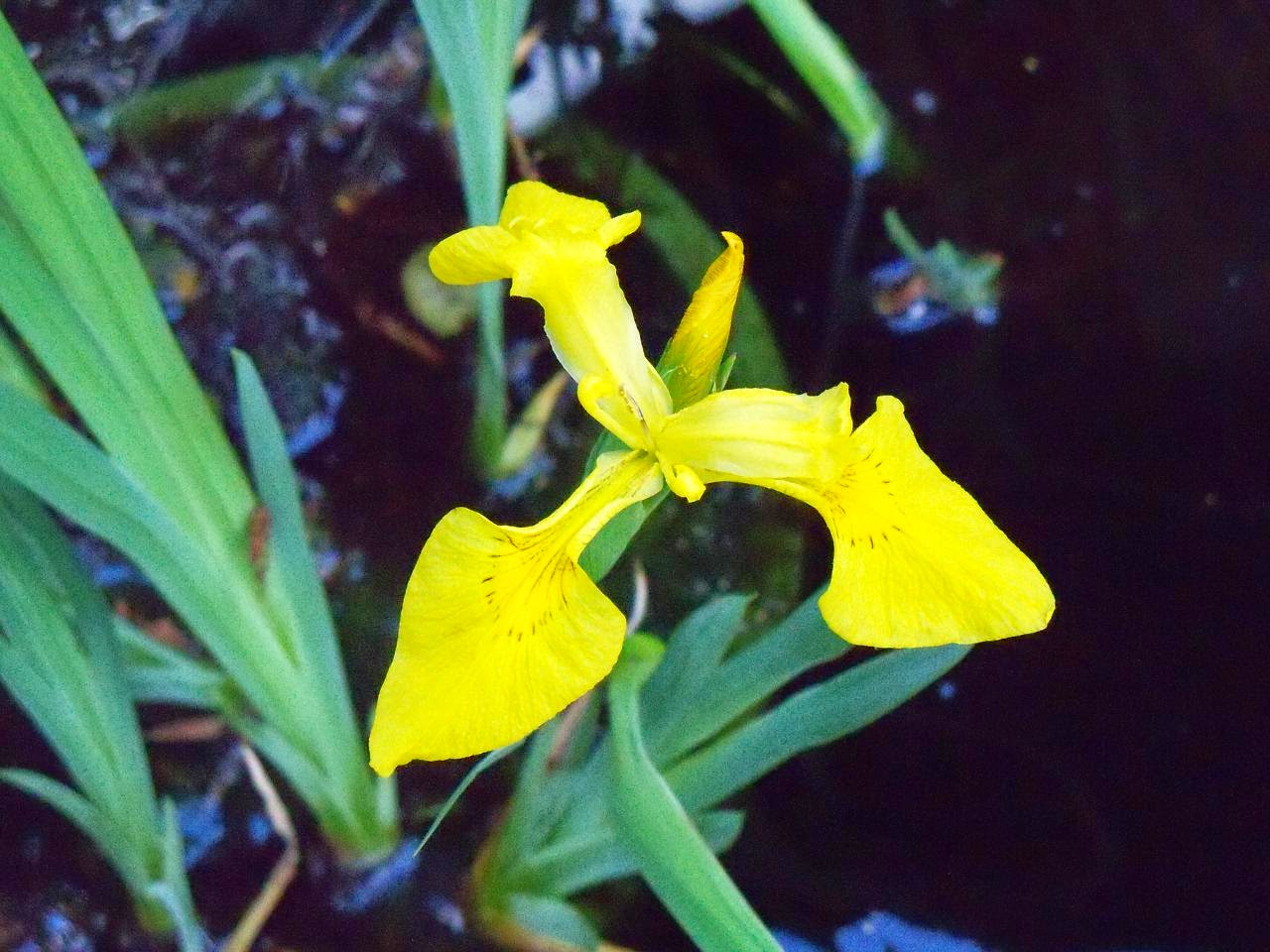 koi-pond-safe-plants-water-iris.jpg