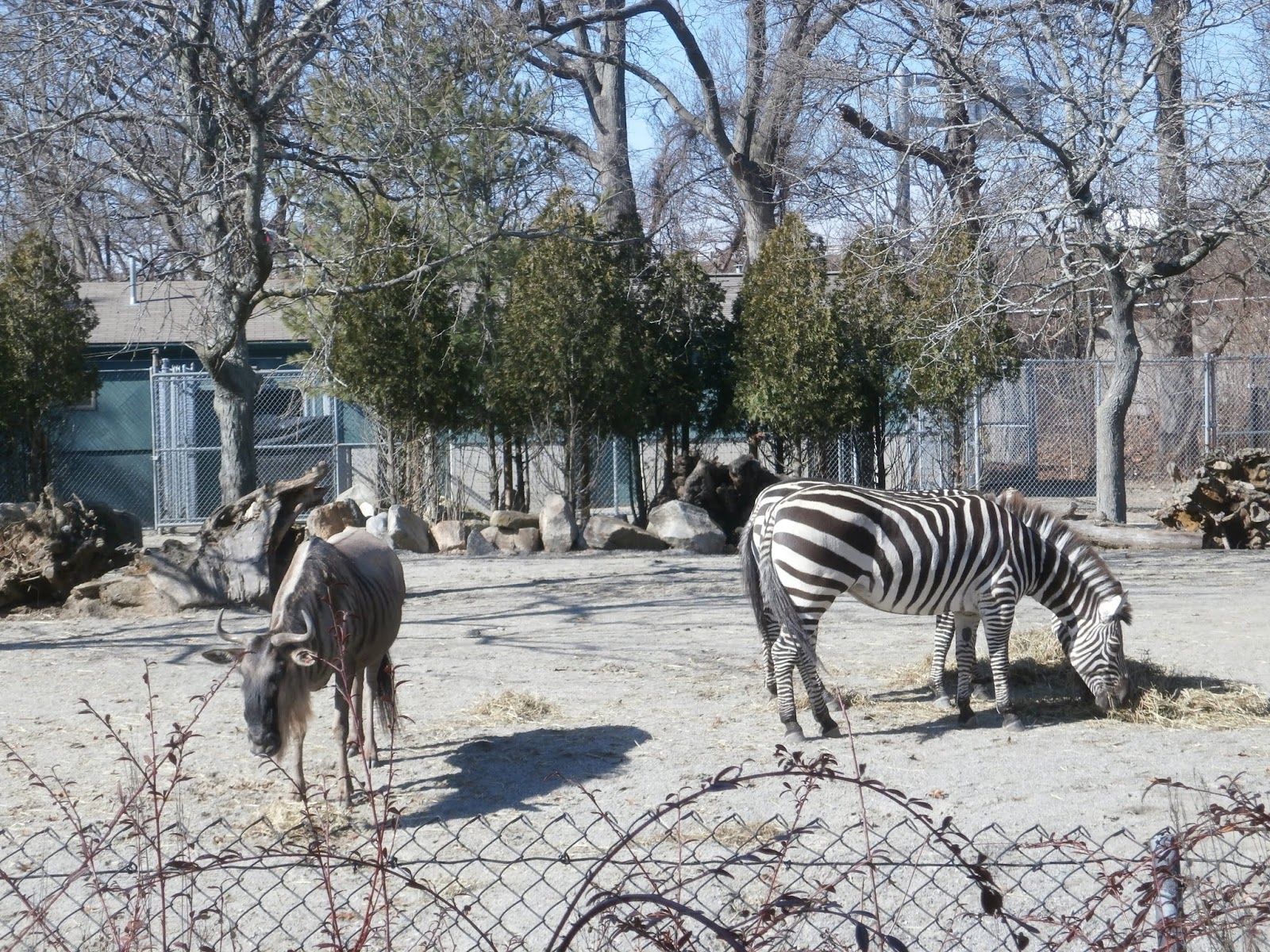 Our Unschooling Journey Through Life: Animal Antics at the Zoo