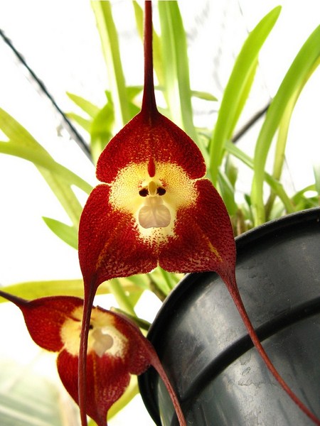 Orquídea Cabeça de Macaco