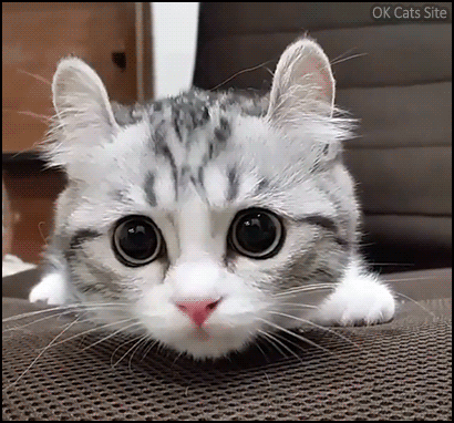 Funny Cat GIF • Kitten in hunting mode with black full circle eyes and funny round ears Funny Cat GIF • Kitten in hunting mode with black full circle eyes and funny round ears