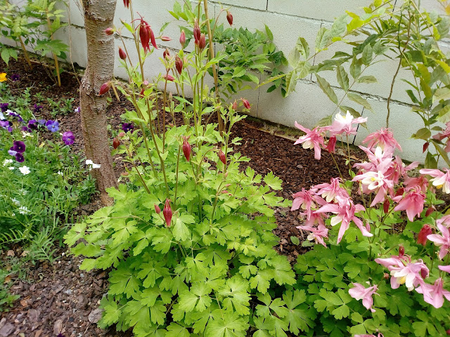 Aquilegia