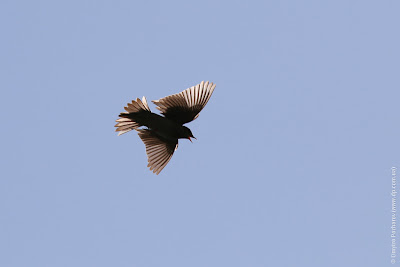 Лесной конек (Anthus trivialis)