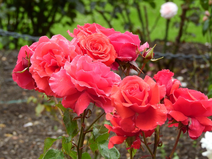 photographing New Zealand Dunedin Botanic Gardens