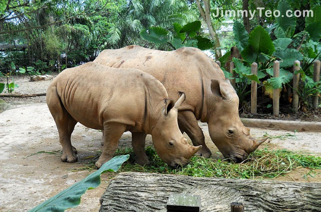 Hai con tê giác đang ăn cỏ trong vườn thú