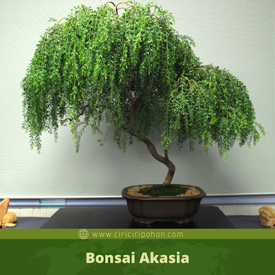 Bonsai Akasia