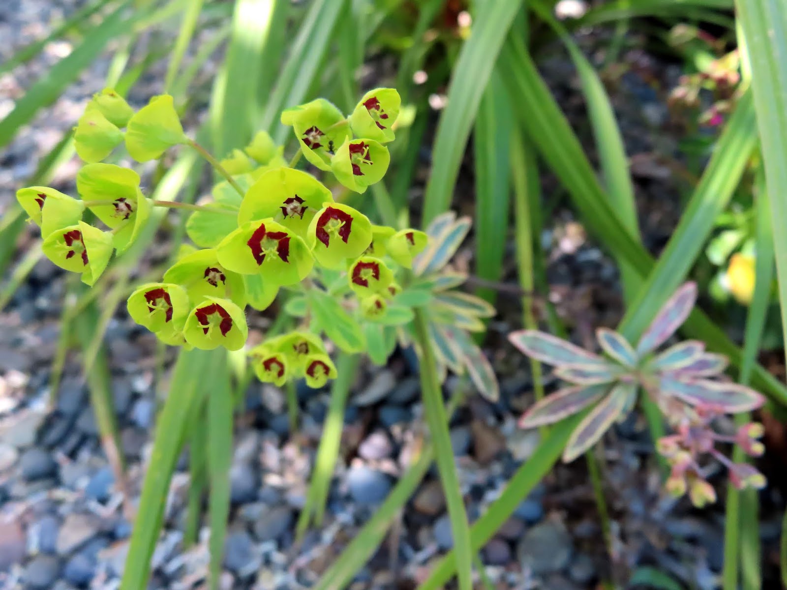 danger garden April Bloomday, 2020