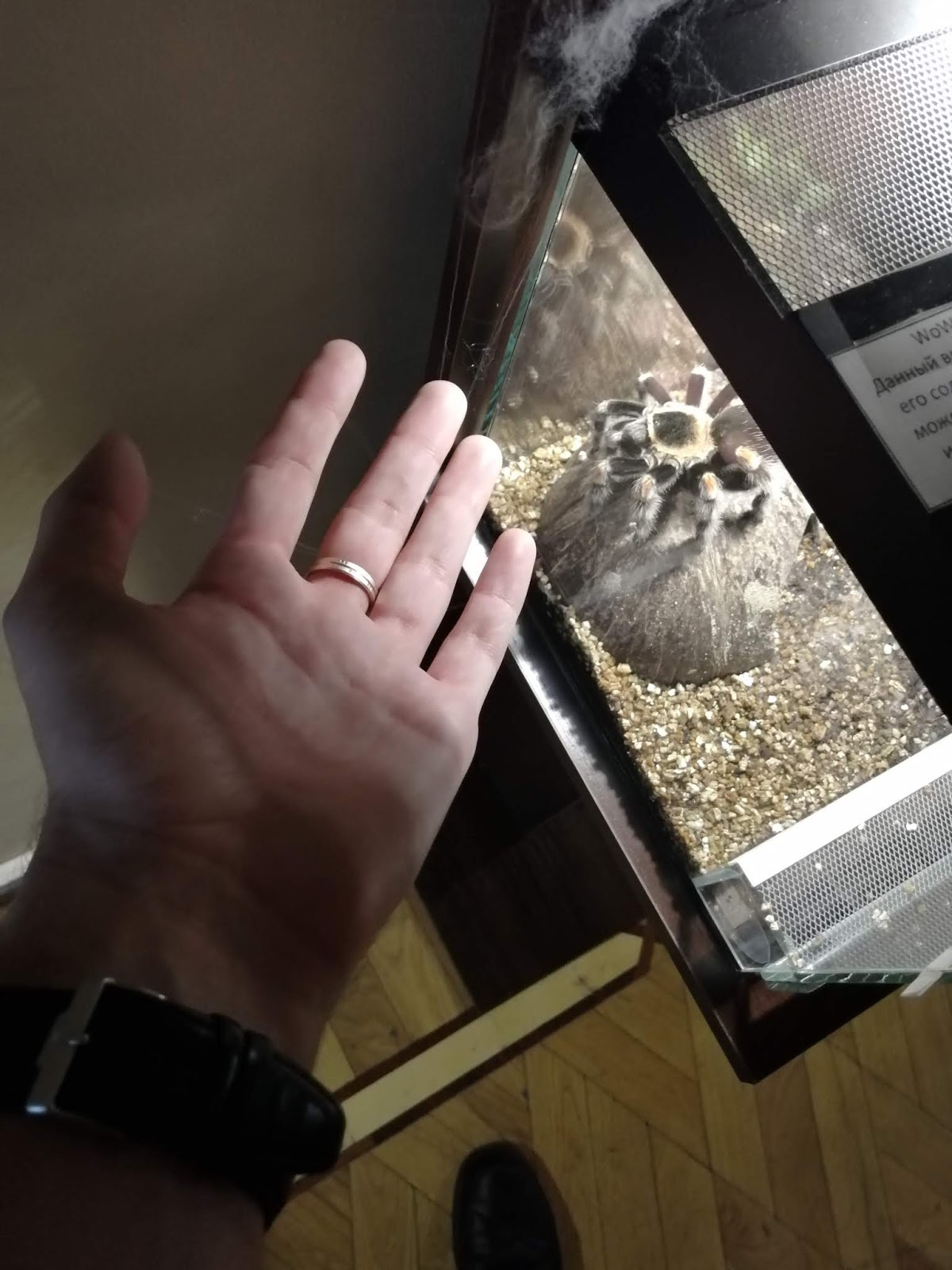 выставка пауков сургут. выставка пауков сургут. выставка пауков оренбург.