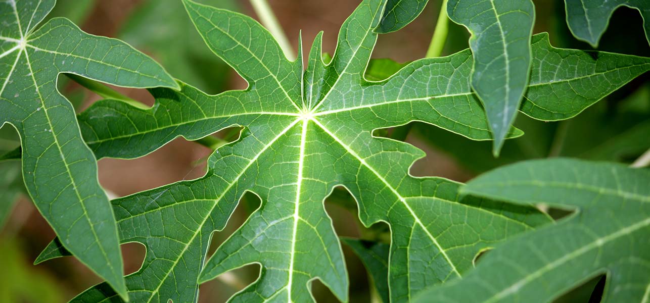 Here are Secret Benefits of Papaya Leaves for Skin You Should Know!