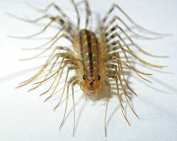 centipede animals facts wildlife photographs centipedes silverfish bug bugs does found