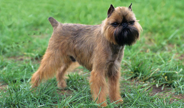 griffon brussels grooming dogs everything