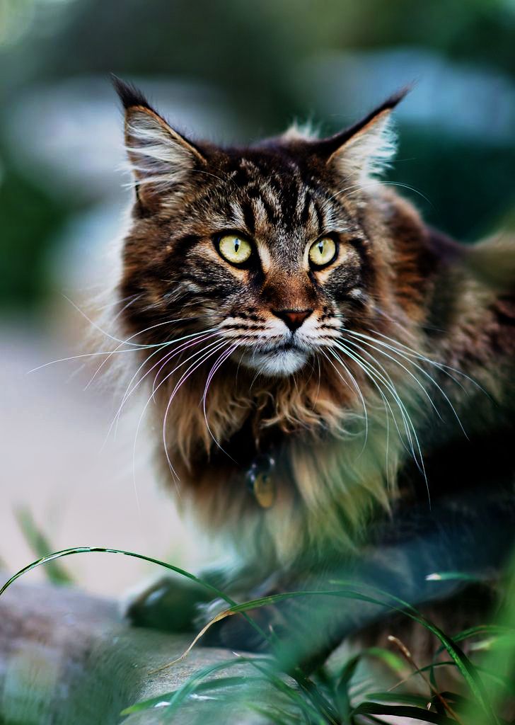 лесной мейн кун. лесной кот мейн кун. мейн кун лесной окрас. лесной мейн кун. мейн кун и лесная кошка.