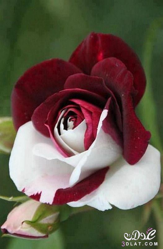 اقتباسات يومية صور جوري 2017 احلى ورد جورى "الوردة الدمشقية"