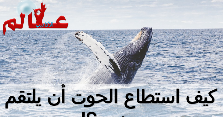 كيف استطاع الحوت أن يلتقم يونس؟ | عالم الأكاذيب - ندافع عن إسلامنا من