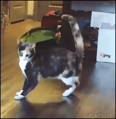 Funny Cat GIF • Weird cat dancing in a weird way like a car with traction control half off, haha! Funny Cat GIF • Weird cat dancing in a weird way like a car with traction control half off, haha!