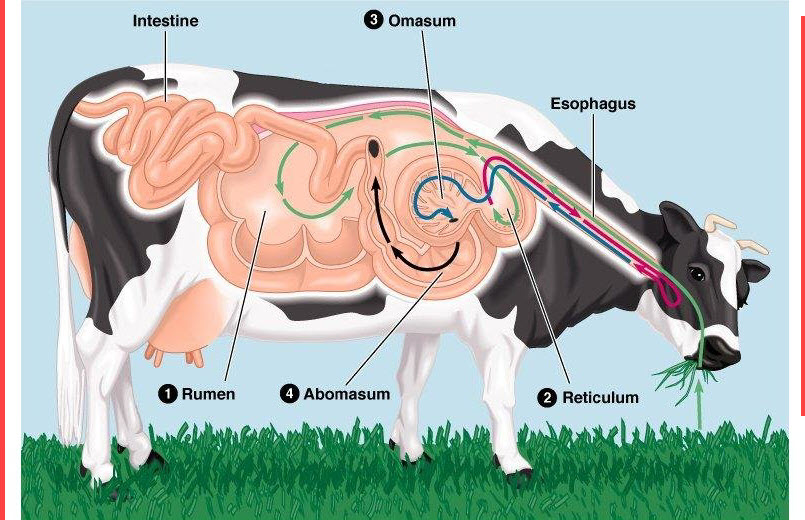 10 Key points in feeding management of dairy cows