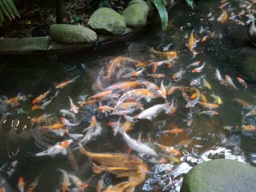Farhana Jafri Kolam Ikan One Utama Damansara