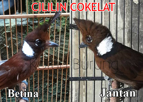Ciri Perbedaan Burung Cililin Jantan Betina Muda Dan Dewasa